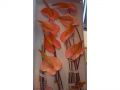 Ingrosso fiori