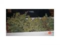 Ingrosso fiori