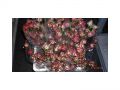 Ingrosso fiori