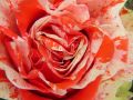 Ingrosso fiori